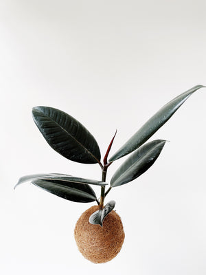 Ficus elastica, Gummibaum Kokedama